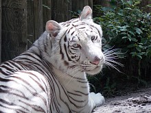 Zoo Tiger at Camp Kulaqua Retreat and Conference Center, FL