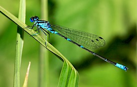 Dragonfly at Camp Kulaqua Retreat and Conference Center, FL