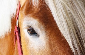 Beautiful Horse at Camp Kulaqua Retreat and Conference Center, FL