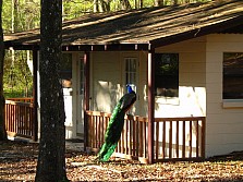 Rustic Cabin at Camp Kulaqua Retreat and Conference Center, FL