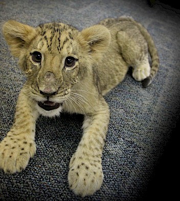 Baby Lion Faith looking at the camera, Camp Kulaqua Retreat Conference Center, FL